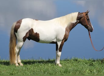 Caballo de silla manchada, Caballo castrado, 14 años, 150 cm, Tobiano-todas las-capas