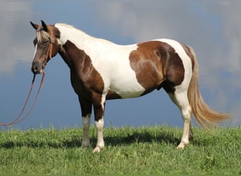 Caballo de silla manchada, Caballo castrado, 14 años, 150 cm, Tobiano-todas las-capas