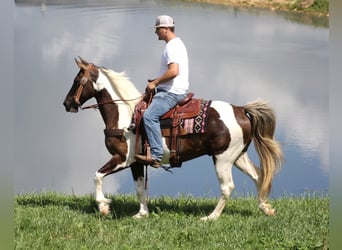 Caballo de silla manchada, Caballo castrado, 14 años, 150 cm, Tobiano-todas las-capas