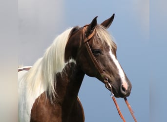 Caballo de silla manchada, Caballo castrado, 14 años, 150 cm, Tobiano-todas las-capas