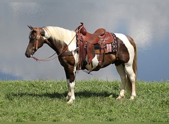 Caballo de silla manchada, Caballo castrado, 14 años, 150 cm, Tobiano-todas las-capas