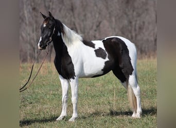 Caballo de silla manchada, Caballo castrado, 14 años, 152 cm, Tobiano-todas las-capas