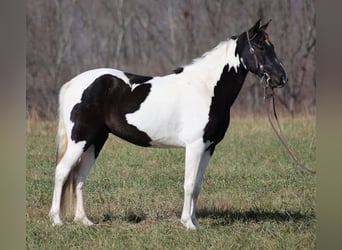 Caballo de silla manchada, Caballo castrado, 14 años, 152 cm, Tobiano-todas las-capas