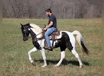 Caballo de silla manchada, Caballo castrado, 14 años, 152 cm, Tobiano-todas las-capas