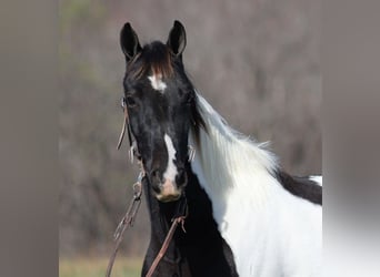 Caballo de silla manchada, Caballo castrado, 14 años, 152 cm, Tobiano-todas las-capas