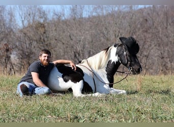 Caballo de silla manchada, Caballo castrado, 14 años, 152 cm, Tobiano-todas las-capas