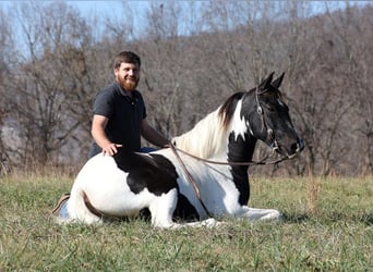 Caballo de silla manchada, Caballo castrado, 14 años, 152 cm, Tobiano-todas las-capas