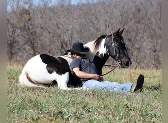 Caballo de silla manchada, Caballo castrado, 14 años, 152 cm, Tobiano-todas las-capas