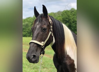 Caballo de silla manchada, Caballo castrado, 14 años, 152 cm, Tobiano-todas las-capas