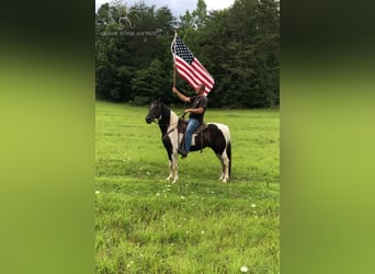 Caballo de silla manchada, Caballo castrado, 14 años, 152 cm, Tobiano-todas las-capas