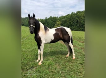 Caballo de silla manchada, Caballo castrado, 14 años, 152 cm, Tobiano-todas las-capas