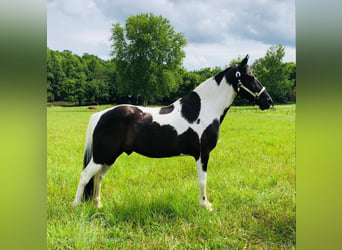 Caballo de silla manchada, Caballo castrado, 14 años, 152 cm, Tobiano-todas las-capas