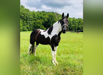 Caballo de silla manchada, Caballo castrado, 14 años, 152 cm, Tobiano-todas las-capas