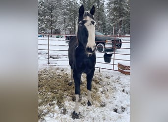 Caballo de silla manchada, Caballo castrado, 14 años, 155 cm, Tobiano-todas las-capas