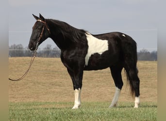 Caballo de silla manchada, Caballo castrado, 14 años, Overo-todas las-capas