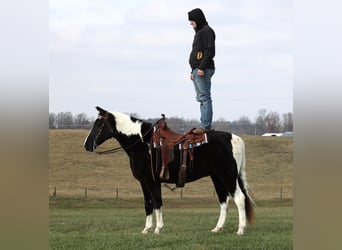 Caballo de silla manchada, Caballo castrado, 14 años, Overo-todas las-capas