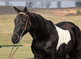 Caballo de silla manchada, Caballo castrado, 14 años, Overo-todas las-capas