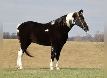 Caballo de silla manchada, Caballo castrado, 14 años, Overo-todas las-capas