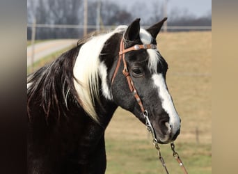 Caballo de silla manchada, Caballo castrado, 14 años, Overo-todas las-capas