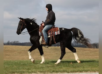 Caballo de silla manchada, Caballo castrado, 14 años, Overo-todas las-capas