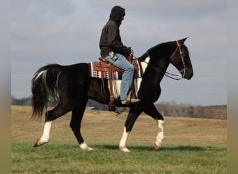 Caballo de silla manchada, Caballo castrado, 14 años, Overo-todas las-capas