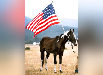 Caballo de silla manchada, Caballo castrado, 15 años, 155 cm, Tobiano-todas las-capas