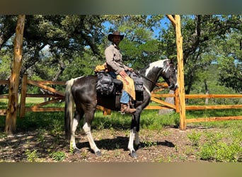 Caballo de silla manchada, Caballo castrado, 15 años, 155 cm, Tobiano-todas las-capas