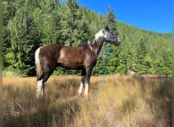 Caballo de silla manchada, Caballo castrado, 15 años, 155 cm, Tobiano-todas las-capas