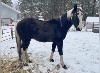 Caballo de silla manchada, Caballo castrado, 15 años, 155 cm, Tobiano-todas las-capas