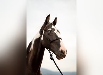 Caballo de silla manchada, Caballo castrado, 15 años, 155 cm, Tobiano-todas las-capas