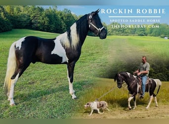 Caballo de silla manchada, Caballo castrado, 3 años, 150 cm, Tobiano-todas las-capas