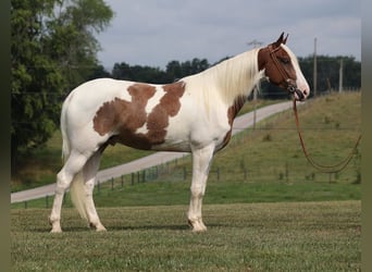 Caballo de silla manchada, Caballo castrado, 4 años, 157 cm, Tobiano-todas las-capas