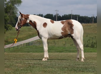 Caballo de silla manchada, Caballo castrado, 4 años, 157 cm, Tobiano-todas las-capas