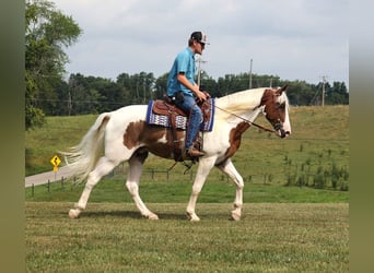 Caballo de silla manchada, Caballo castrado, 4 años, 157 cm, Tobiano-todas las-capas