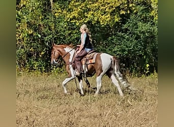 Caballo de silla manchada, Caballo castrado, 4 años, Tobiano-todas las-capas