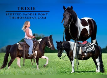 Caballo de silla manchada, Caballo castrado, 5 años, 107 cm, Tobiano-todas las-capas