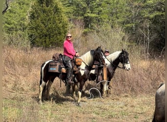 Caballo de silla manchada, Caballo castrado, 5 años, 142 cm, Tobiano-todas las-capas