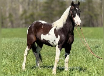 Caballo de silla manchada, Caballo castrado, 5 años, 142 cm, Tobiano-todas las-capas