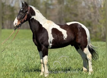 Caballo de silla manchada, Caballo castrado, 5 años, 142 cm, Tobiano-todas las-capas