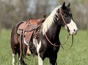 Caballo de silla manchada, Caballo castrado, 5 años, 142 cm, Tobiano-todas las-capas