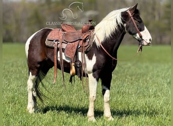 Caballo de silla manchada, Caballo castrado, 5 años, 142 cm, Tobiano-todas las-capas