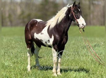 Caballo de silla manchada, Caballo castrado, 5 años, 142 cm, Tobiano-todas las-capas
