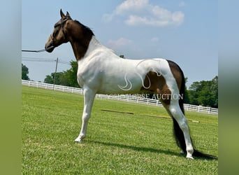 Caballo de silla manchada, Caballo castrado, 5 años, 152 cm, Buckskin/Bayo