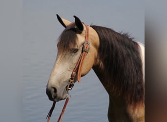 Caballo de silla manchada, Caballo castrado, 5 años, 155 cm, Tobiano-todas las-capas