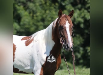 Caballo de silla manchada, Caballo castrado, 5 años, 155 cm, Tobiano-todas las-capas