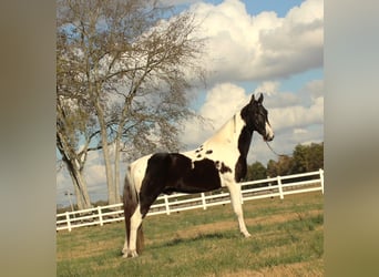 Caballo de silla manchada, Caballo castrado, 6 años, 152 cm, Tobiano-todas las-capas