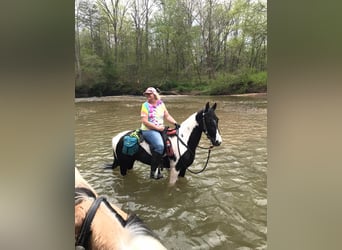 Caballo de silla manchada, Caballo castrado, 6 años, 152 cm, Tobiano-todas las-capas