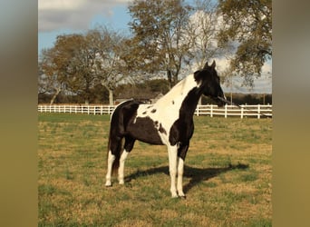 Caballo de silla manchada, Caballo castrado, 6 años, 152 cm, Tobiano-todas las-capas