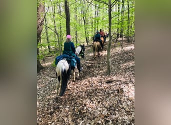 Caballo de silla manchada, Caballo castrado, 6 años, 152 cm, Tobiano-todas las-capas