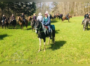 Caballo de silla manchada, Caballo castrado, 6 años, 152 cm, Tobiano-todas las-capas